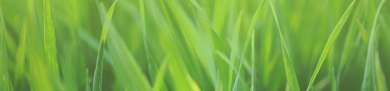 Lawn