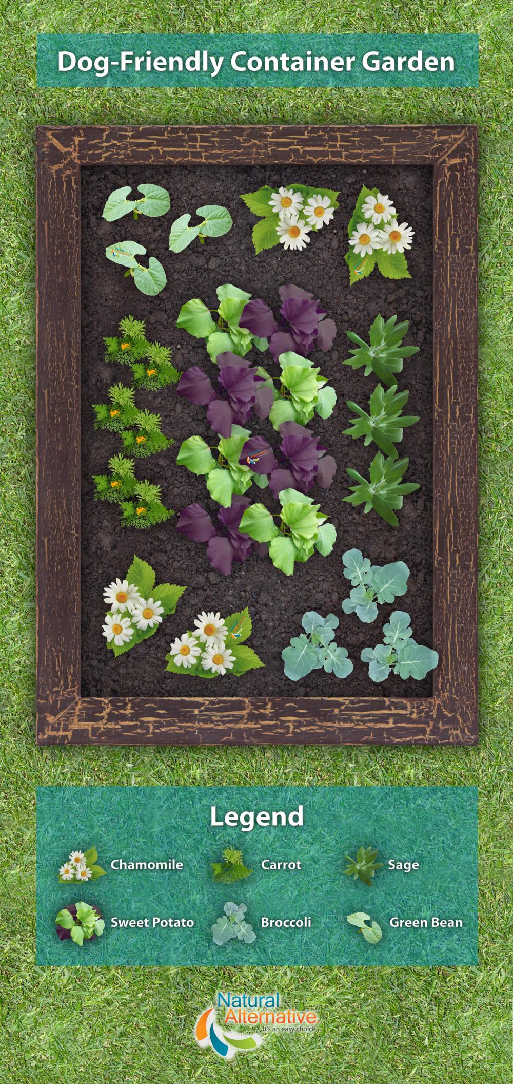 Dog-Friendly Garden Plan