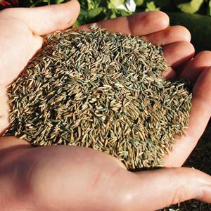 Grass Seeds in Hand