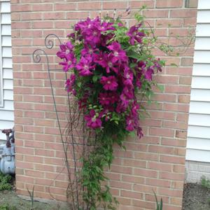Clematis