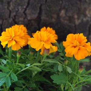 Marigold