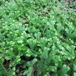 Frosted Fern