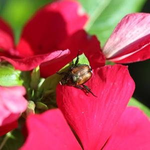 Japanese beetle on flower