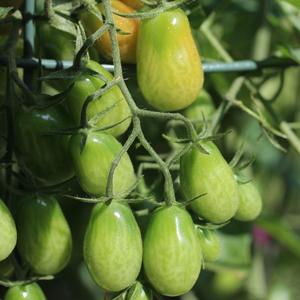 Green tomatoes
