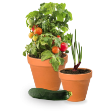 Fall Heirloom Vegetables
