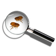Fleas under microscope