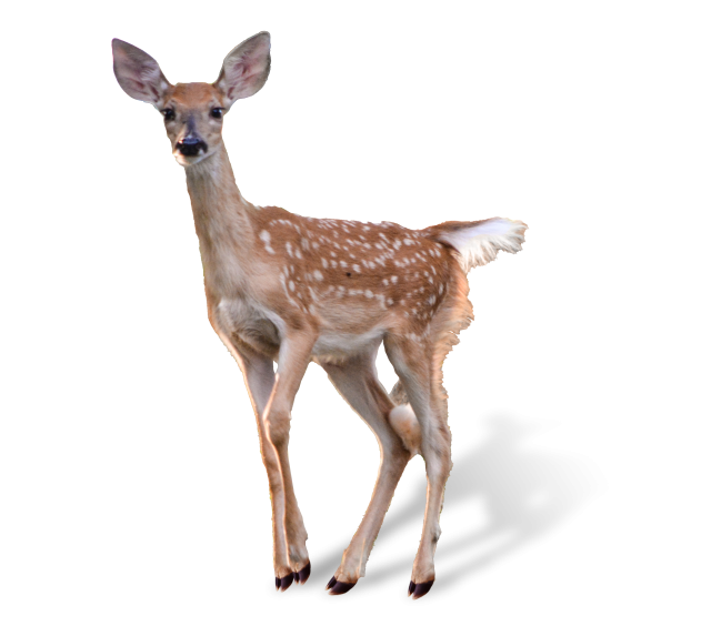 Fawn
